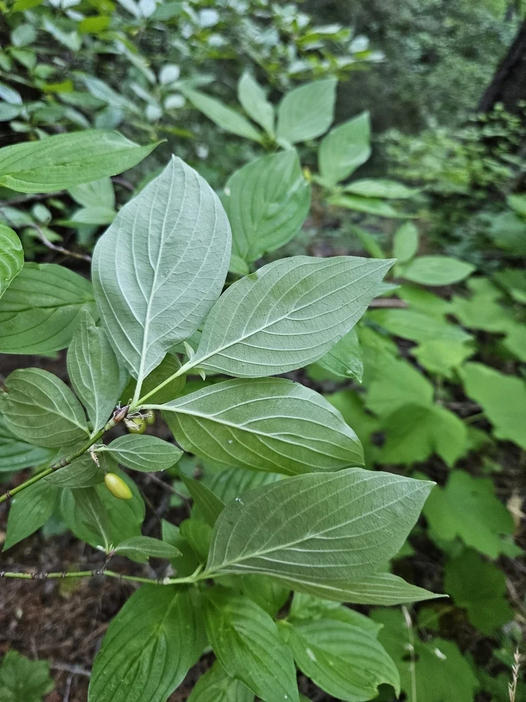 Cornus Sessilis