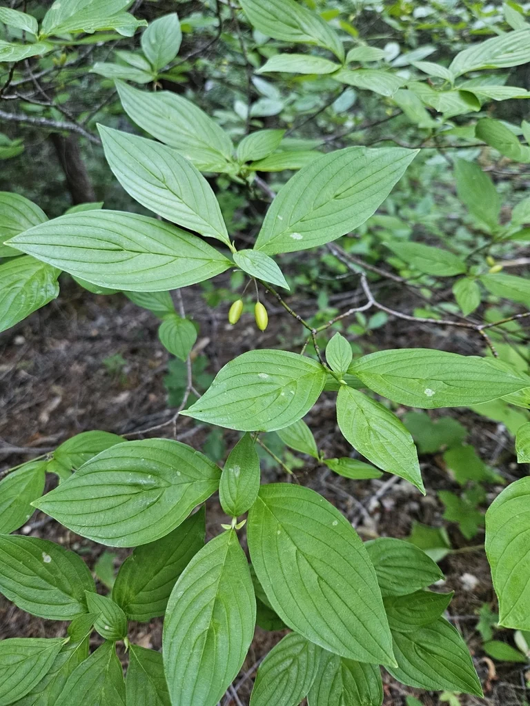 Cornus Sessilis