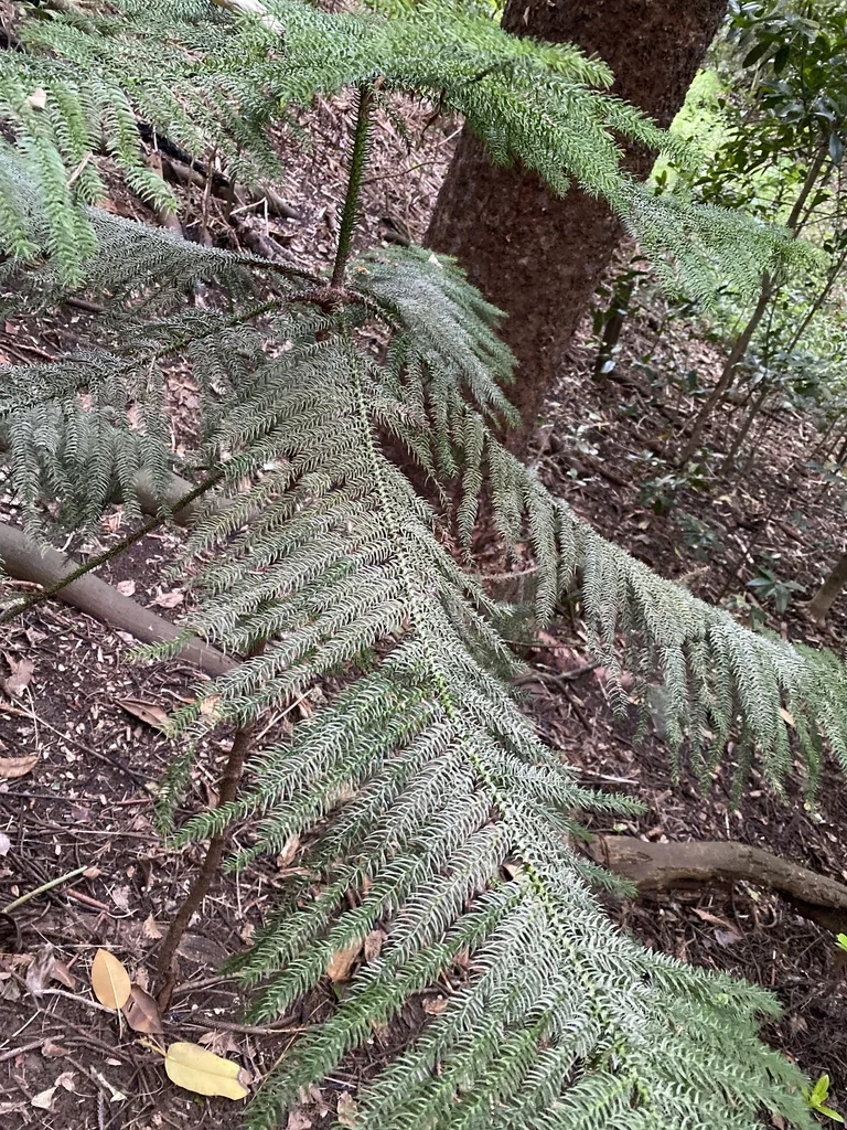 Araucaria Heterophylla