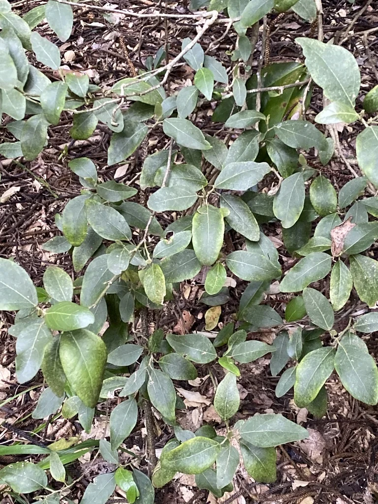 Lagunaria Patersonii