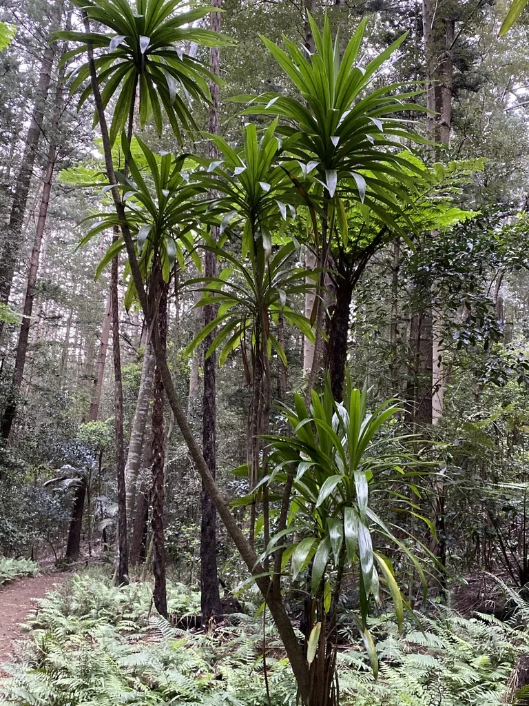 Cordyline Baueri