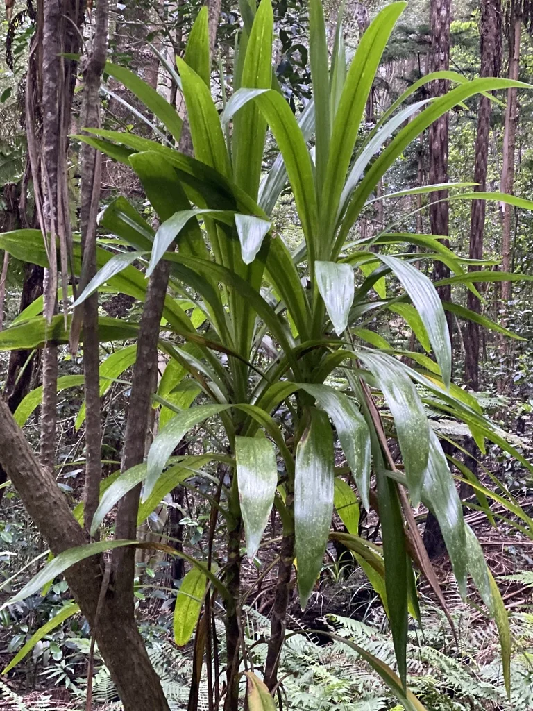 Cordyline Baueri