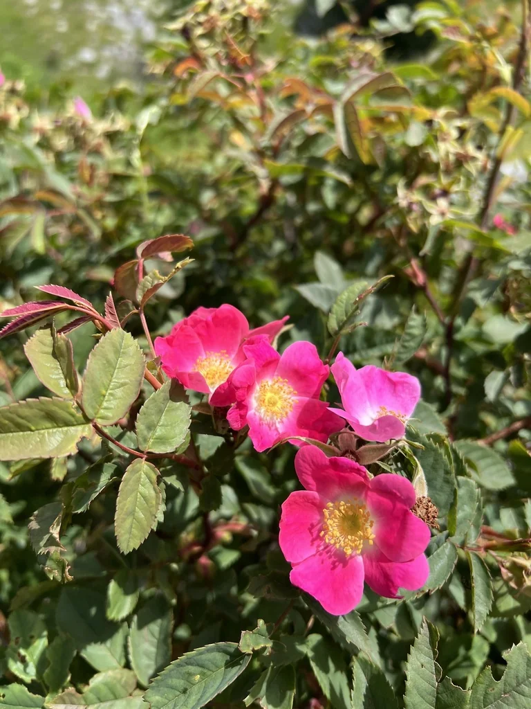 Rosa Glauca