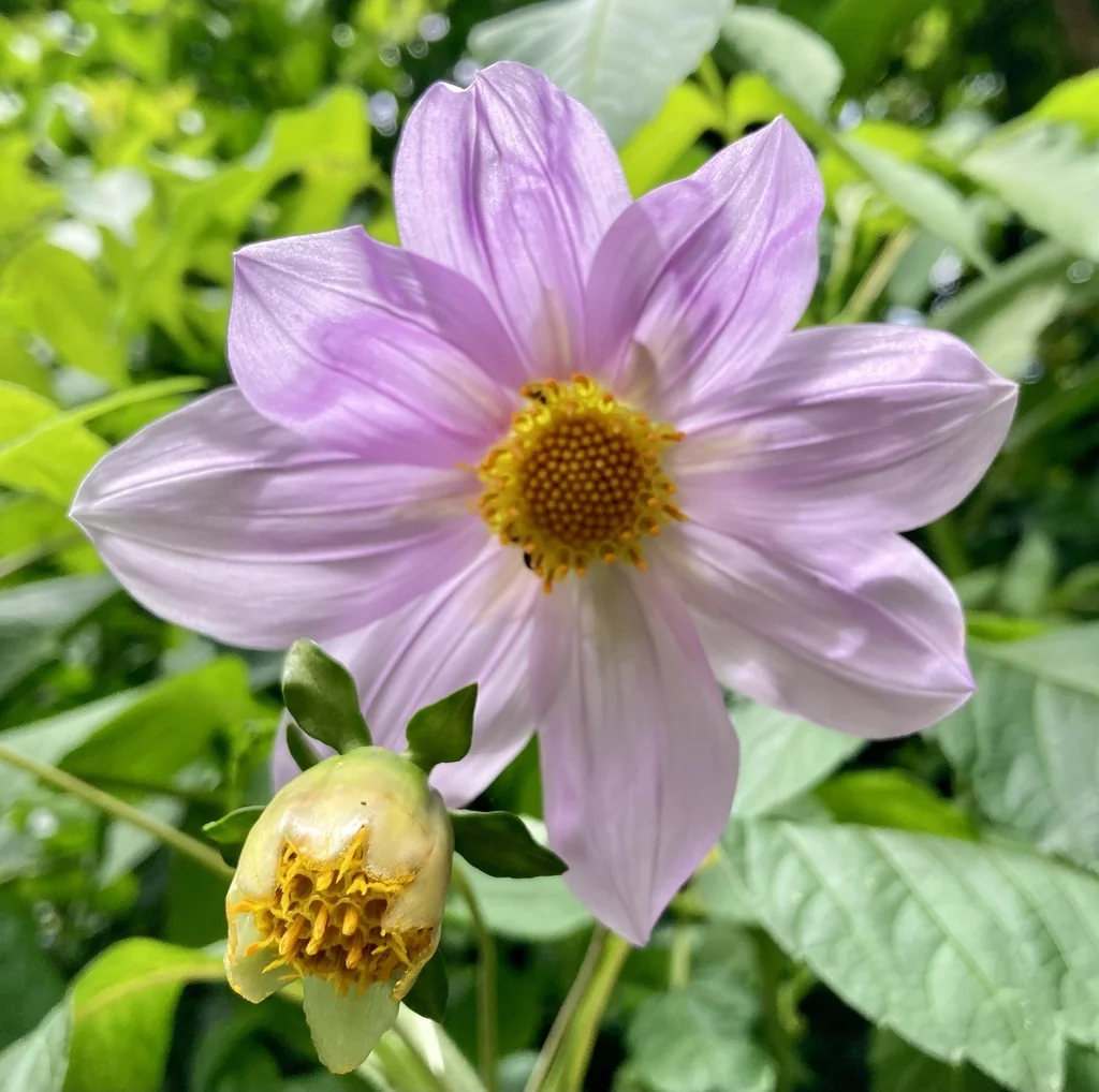 Dahlia Imperialis