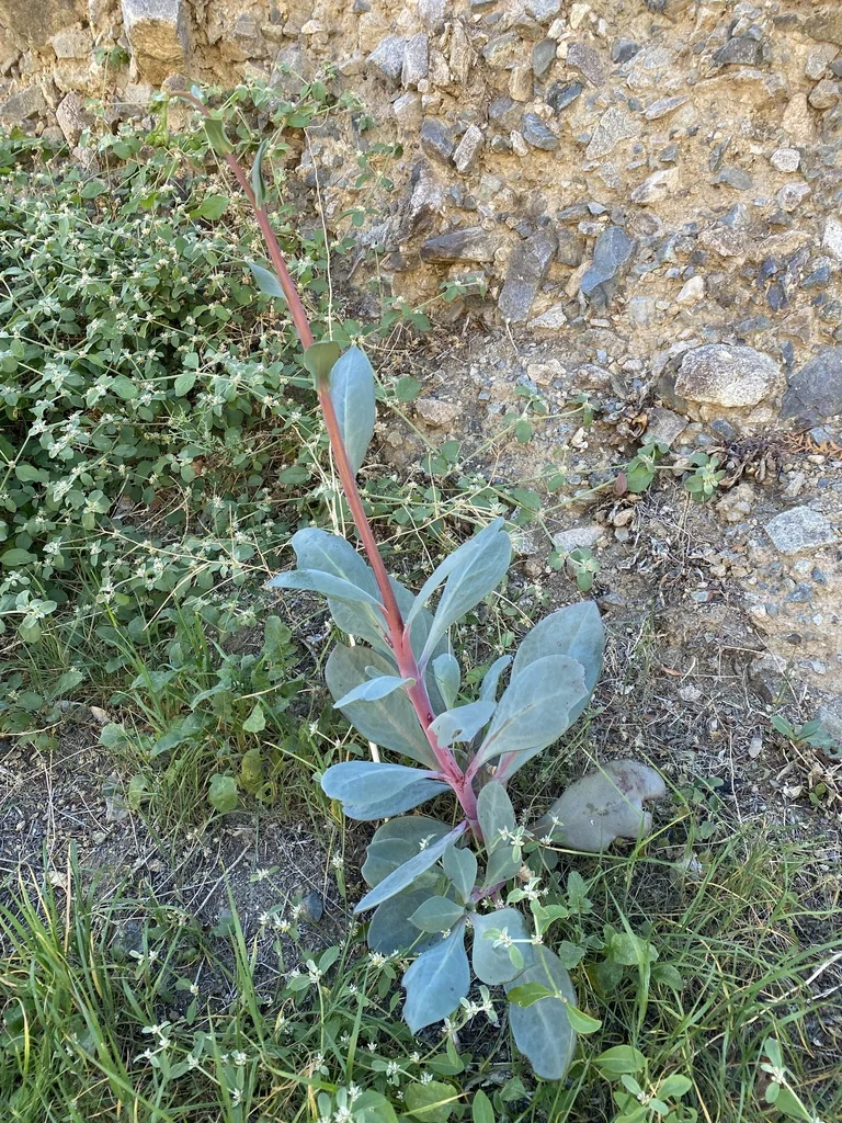 Calandrinia Grandiflora