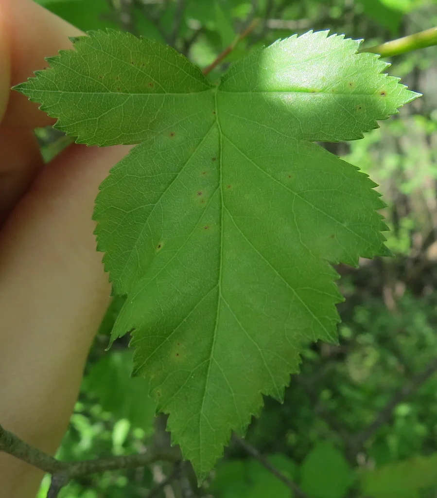 Crataegus Phaenopyrum