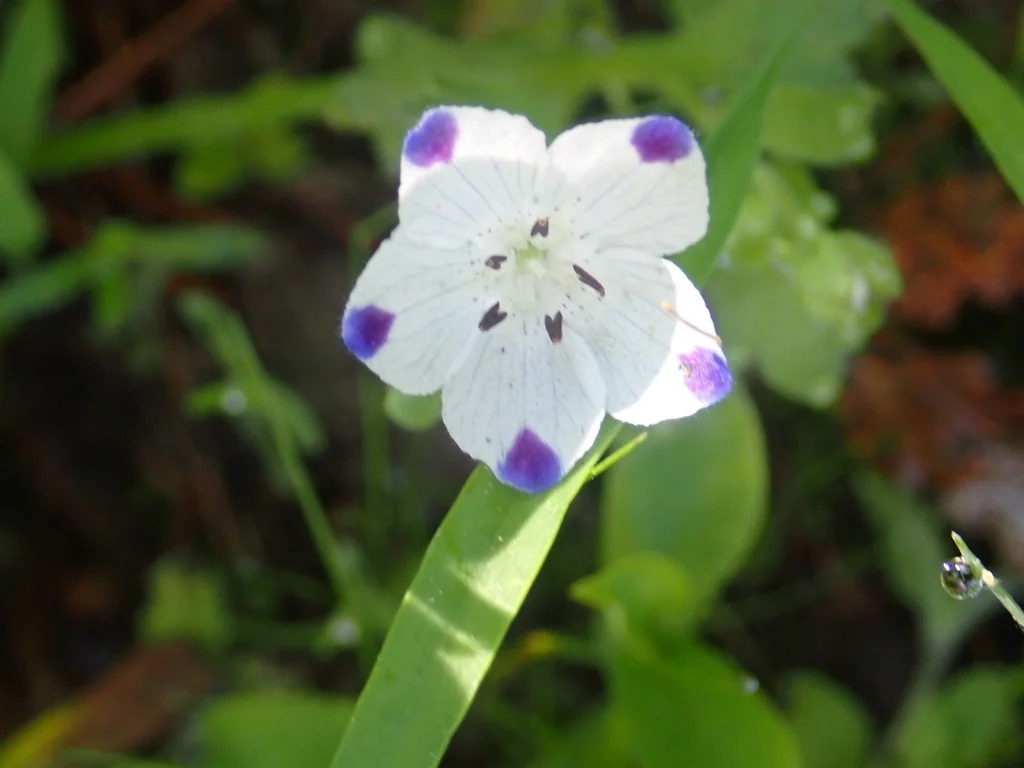 Nemophila Maculata