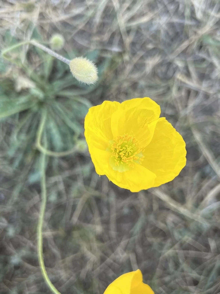 Papaver Nudicaule