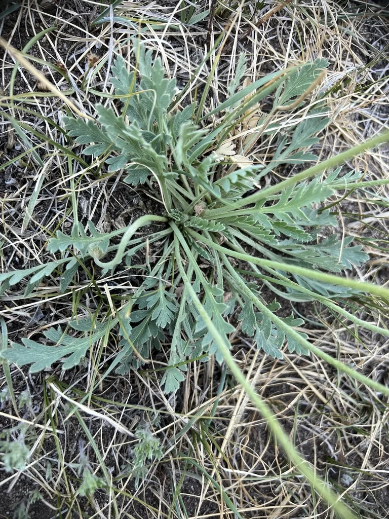 Papaver Nudicaule