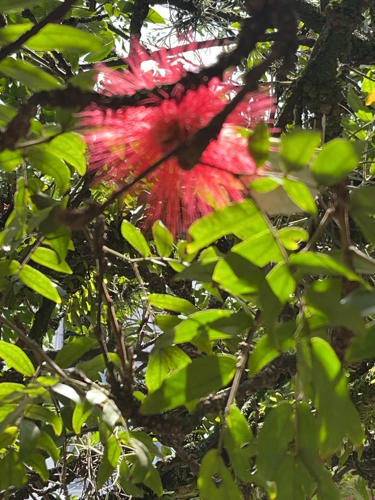 Calliandra Haematocephala