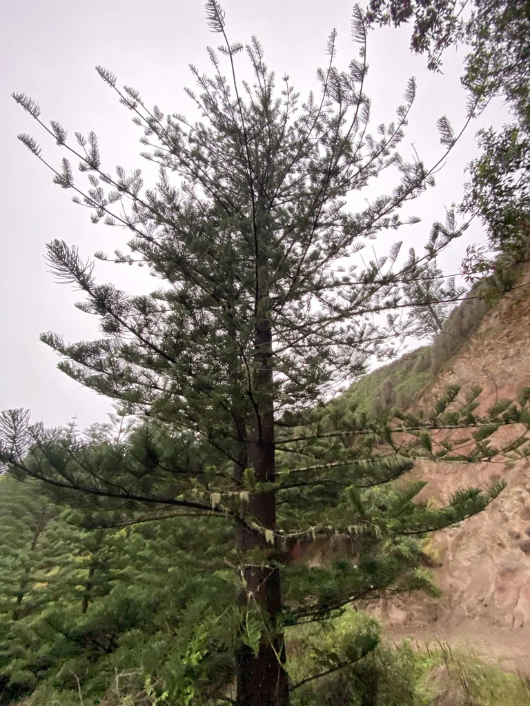 Araucaria Heterophylla