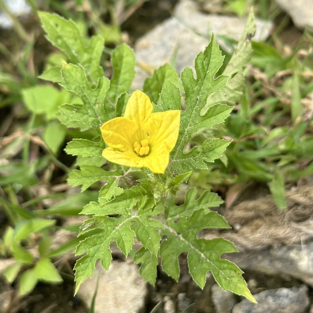 Citrullus Lanatus