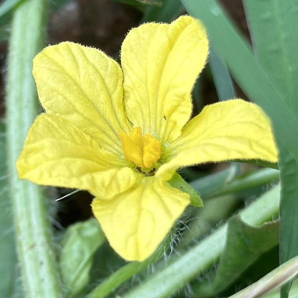 Citrullus Lanatus
