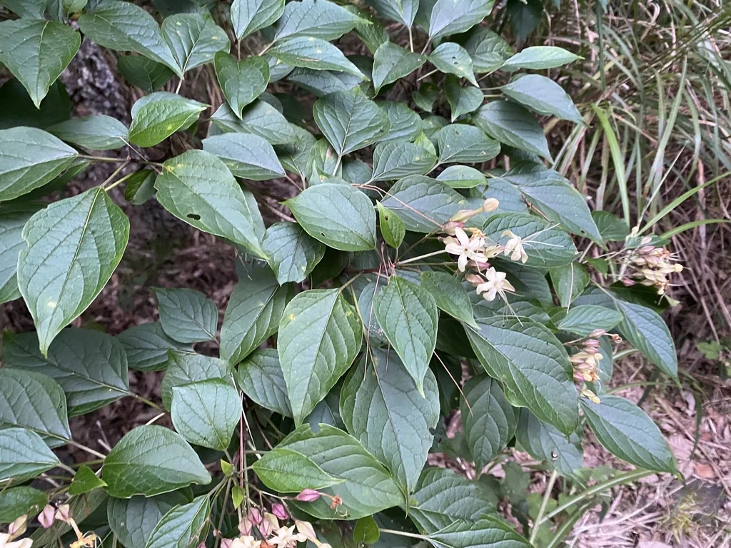 Clerodendrum Trichotomum