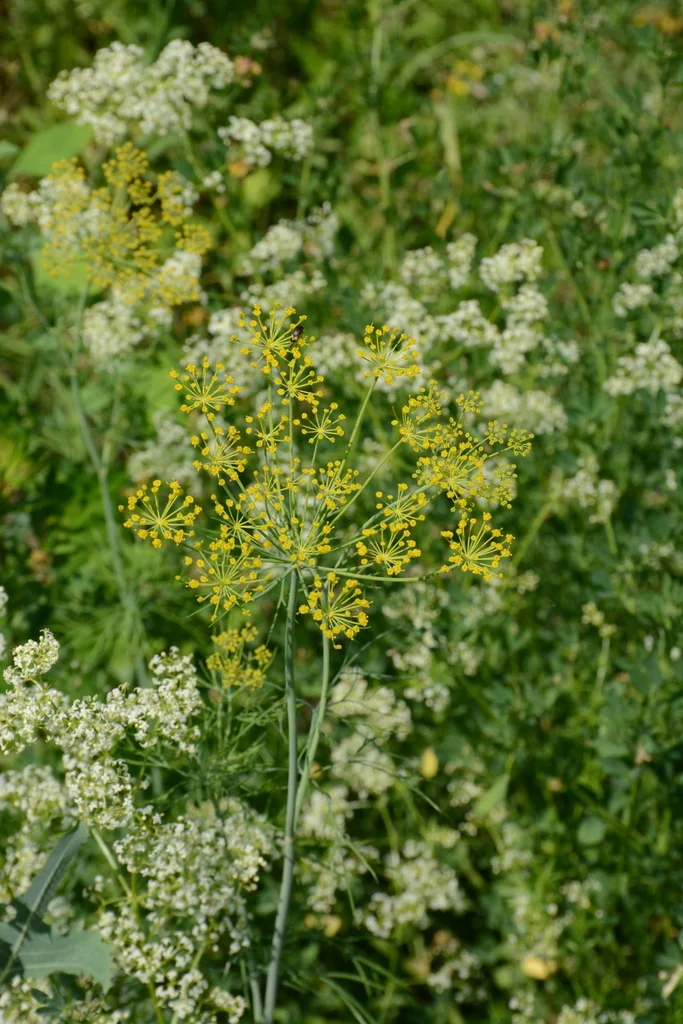 Anethum Graveolens
