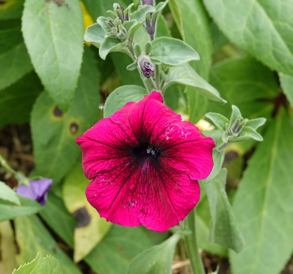 Petunia X Hybrida
