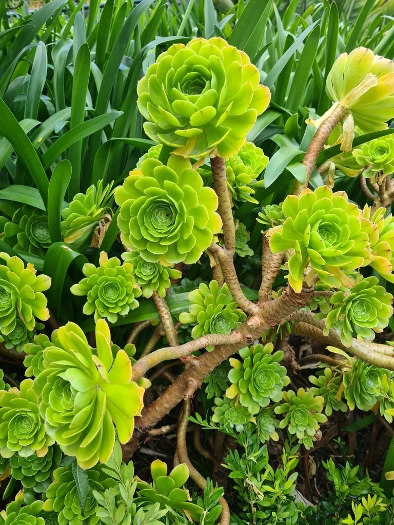 Aeonium Arboreum