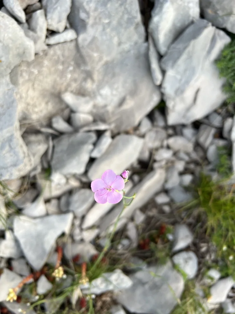 Dianthus Caryophyllus