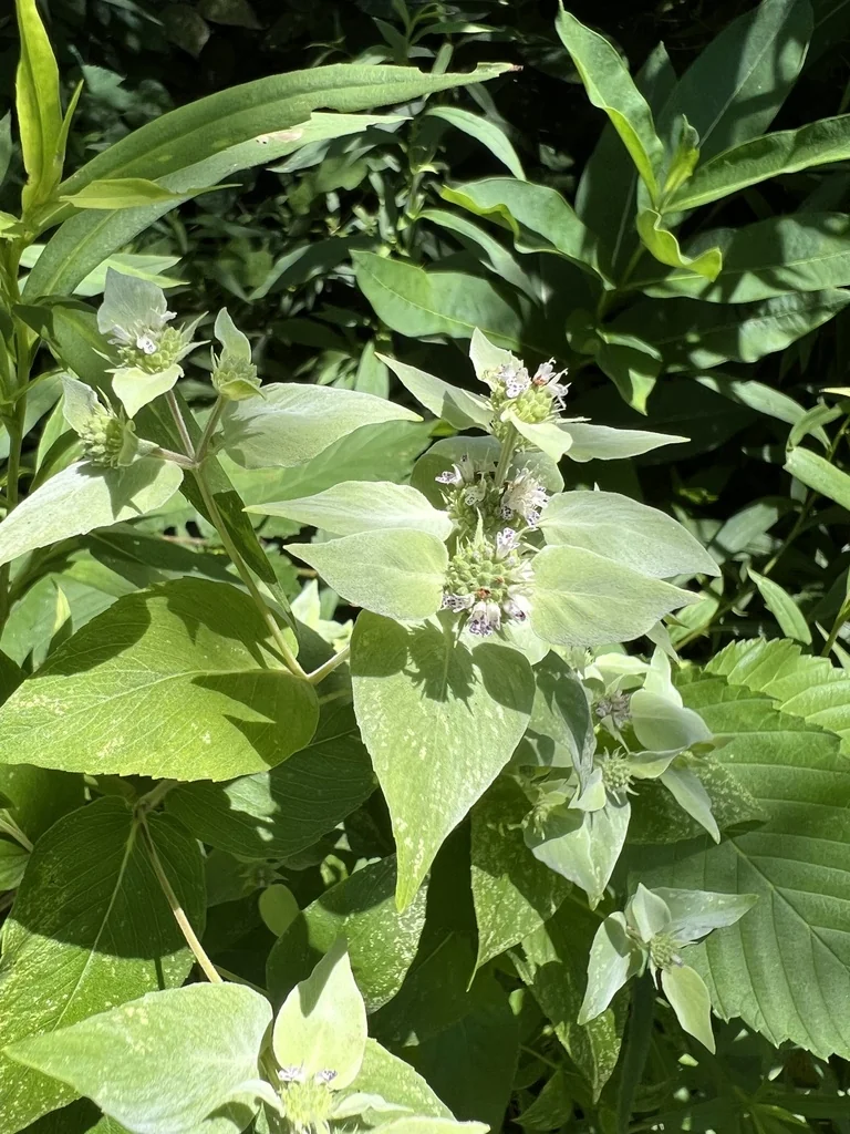 Pycnanthemum Muticum