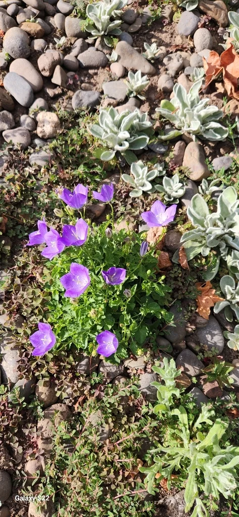 Platycodon Grandiflorus