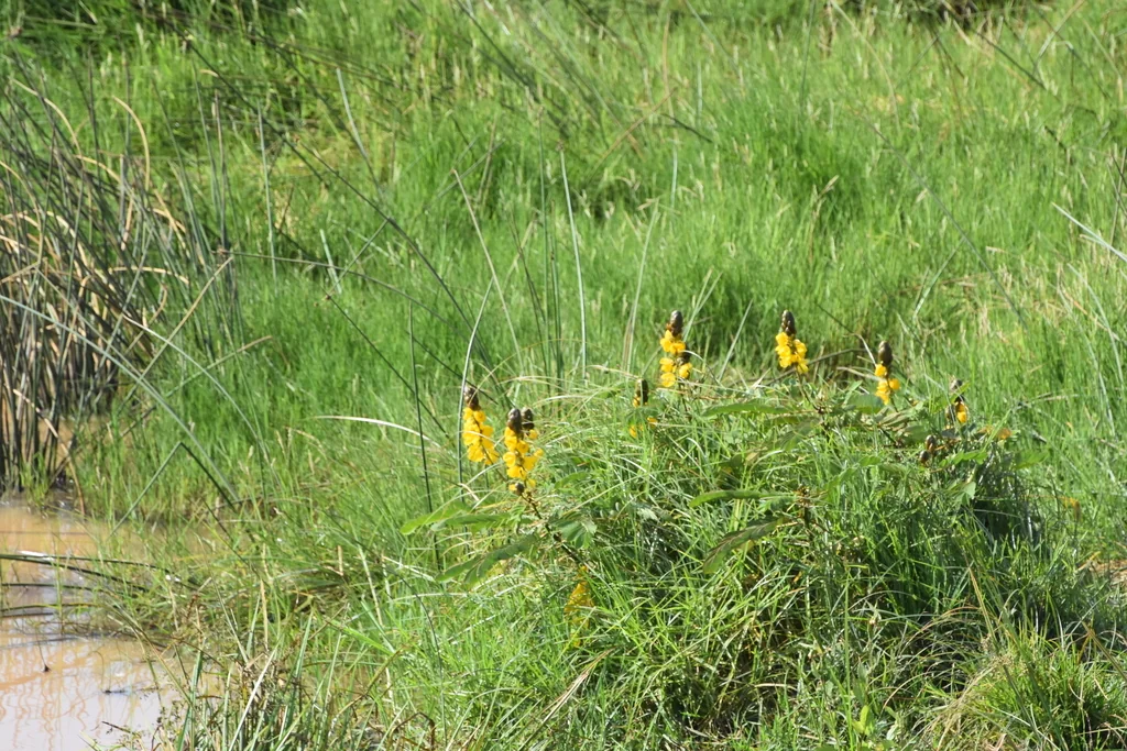 Senna Didymobotrya