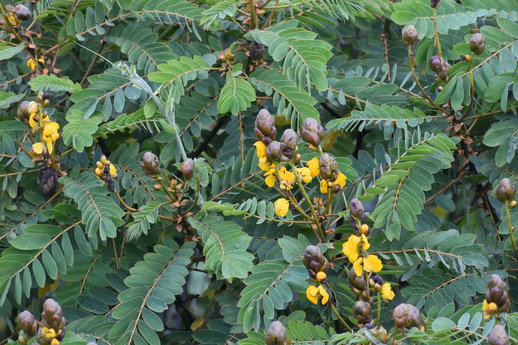 Senna Didymobotrya