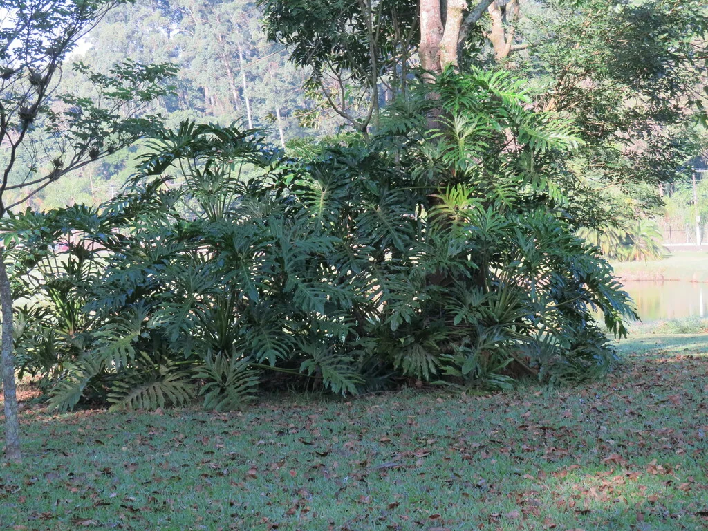 Philodendron Bipinnatifidum