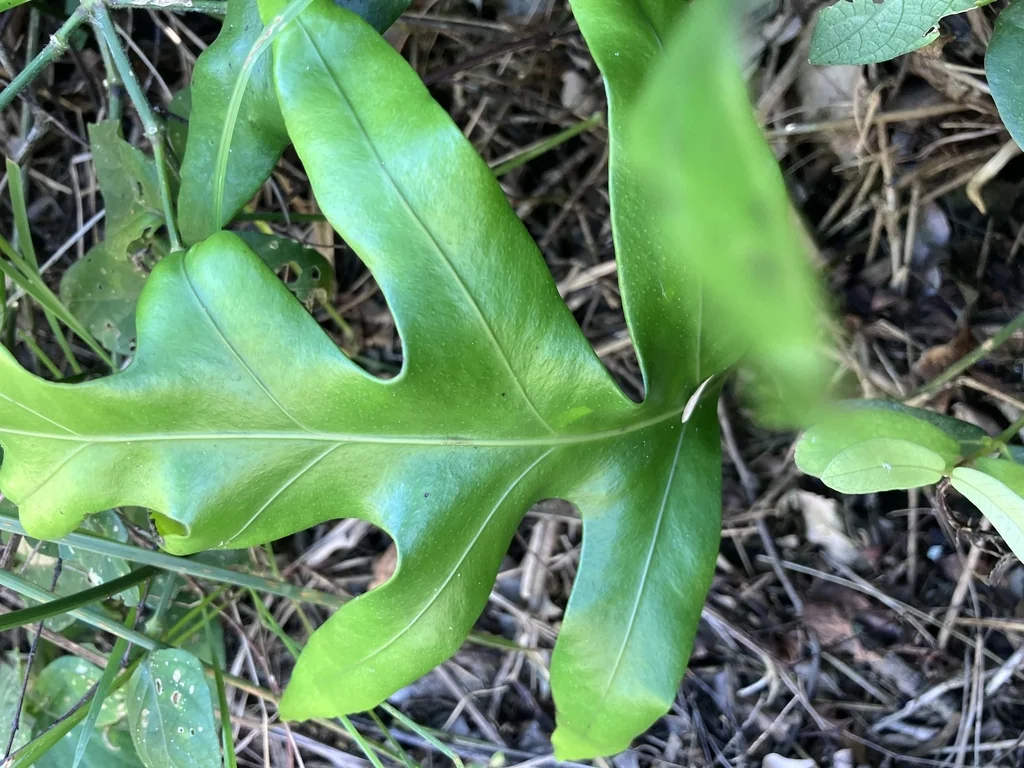 Polypodium Scolopendria