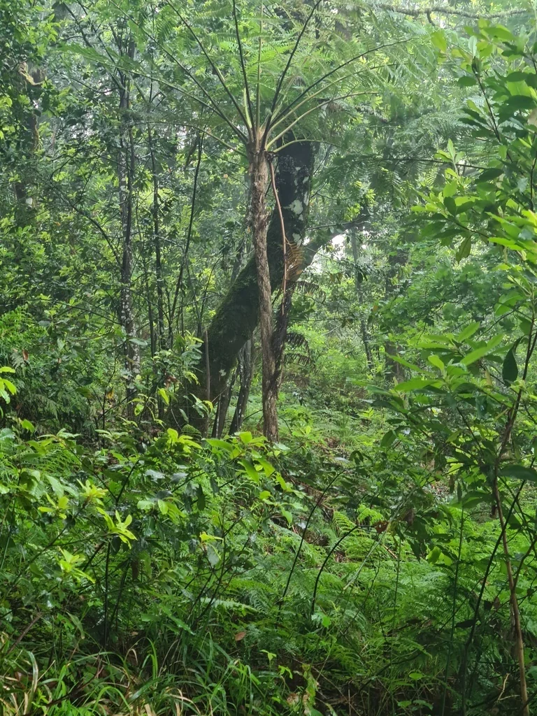 Cyathea cooperi