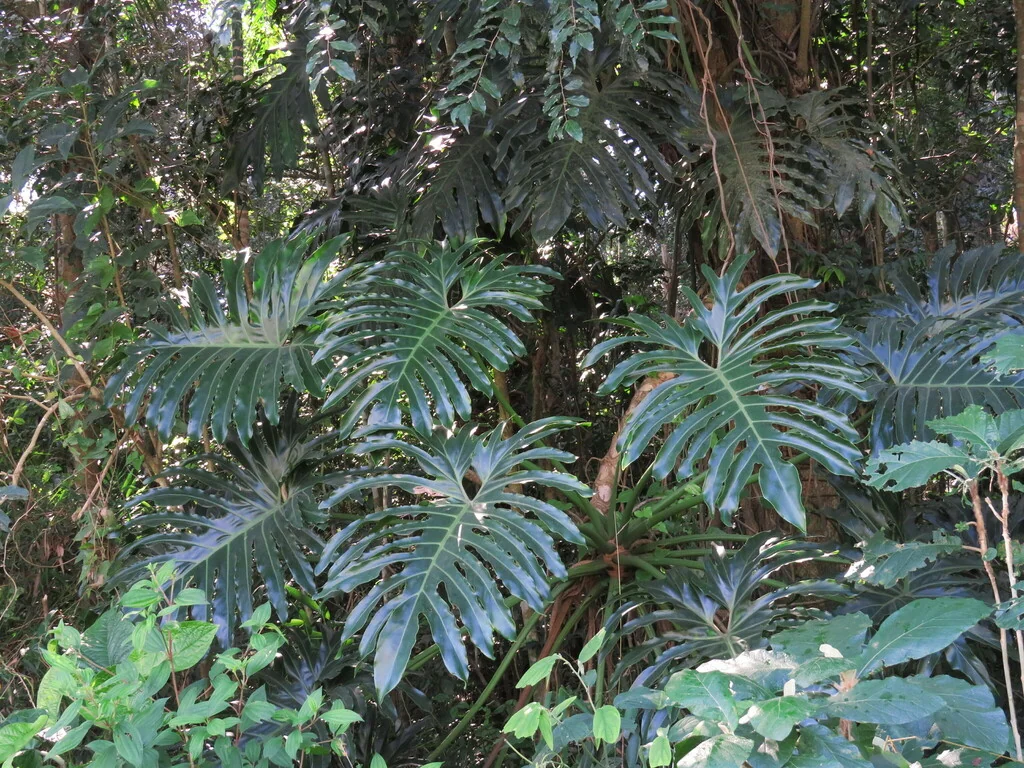 Philodendron Bipinnatifidum