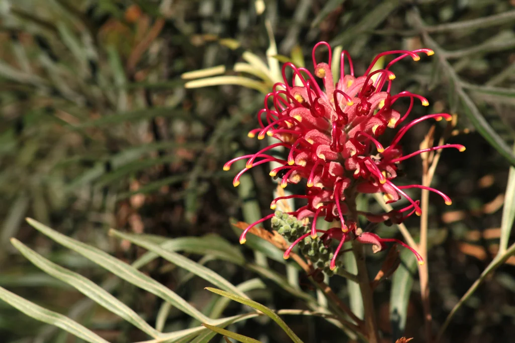 Grevillea Banksii