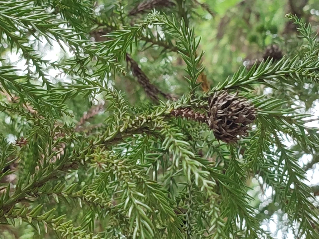 Cryptomeria Japonica