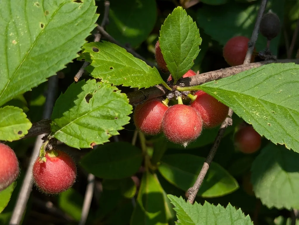 Prunus Triloba