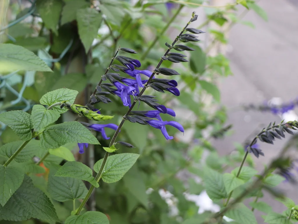 Salvia Guaranitica