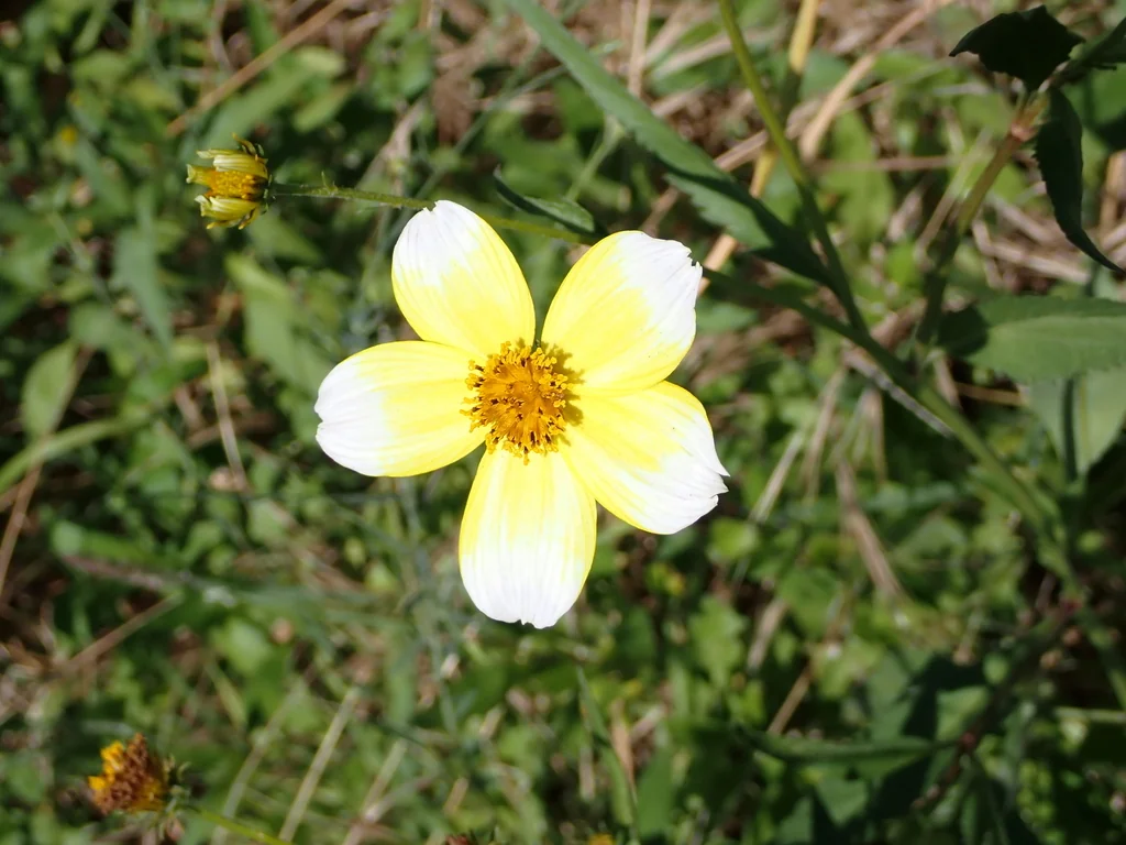 Bidens ferulifolia
