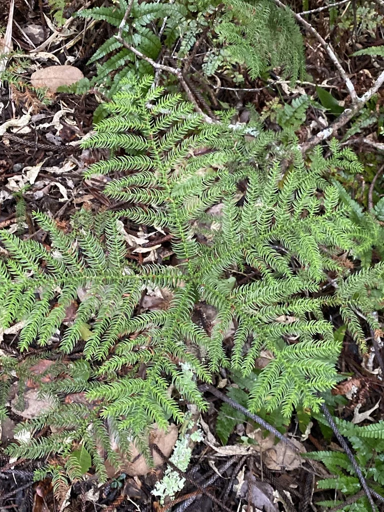 Araucaria Heterophylla
