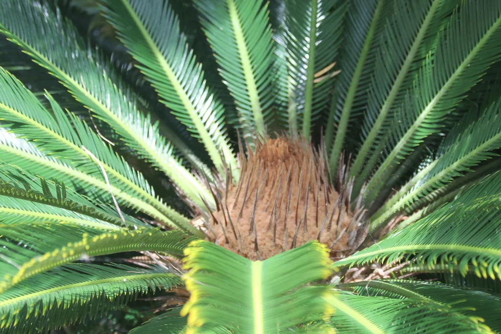 Cycas Revoluta
