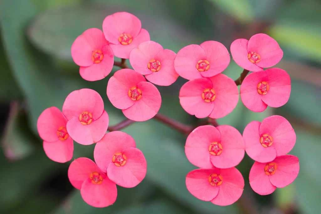 Euphorbia Milii