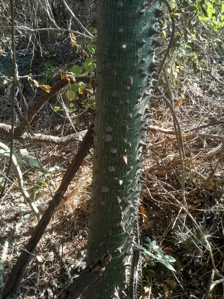 Ceiba Speciosa