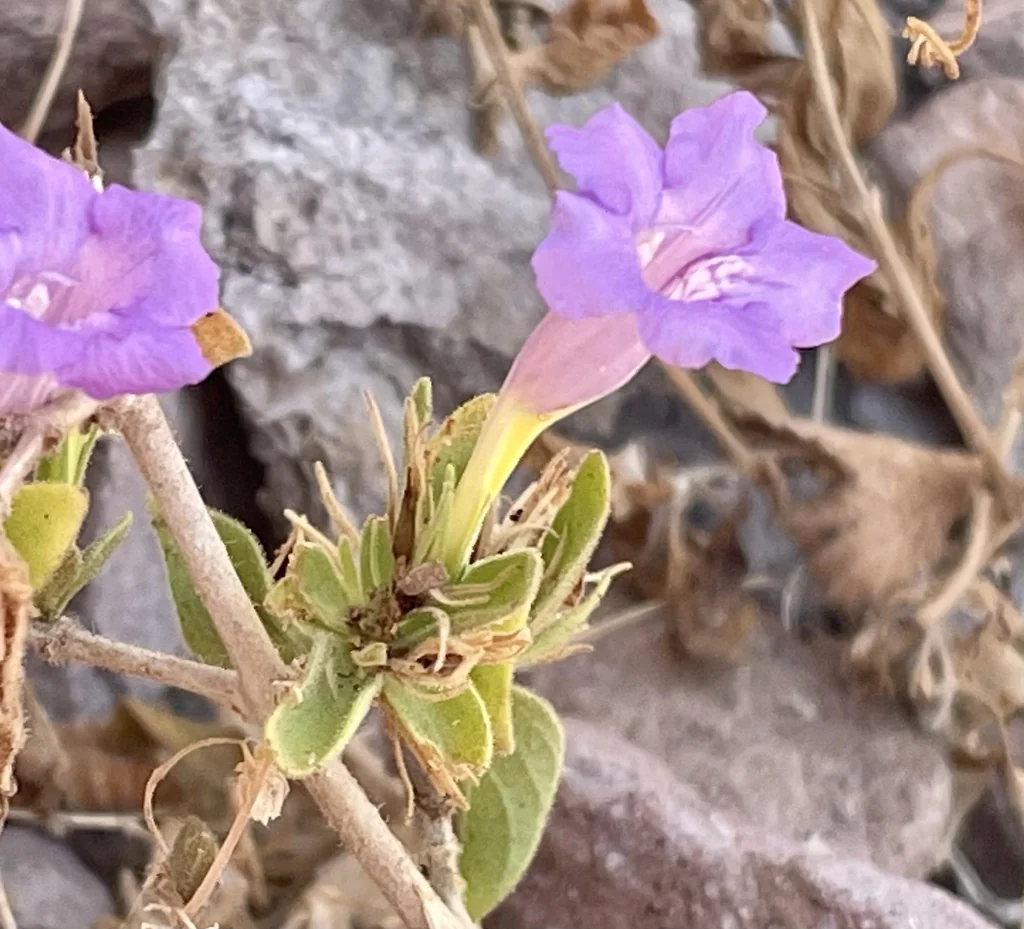 Ruellia Californica