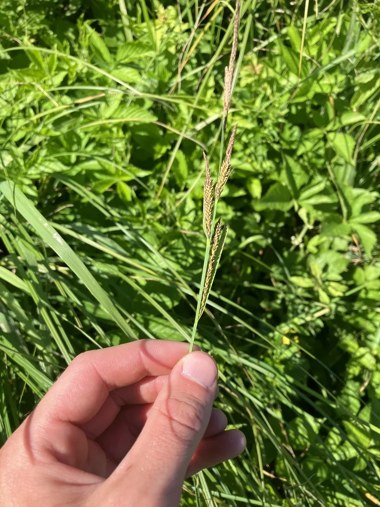 Carex Stricta