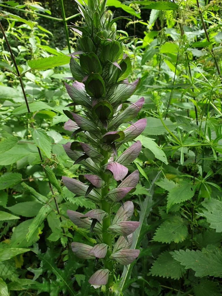 Acanthus Spinosus