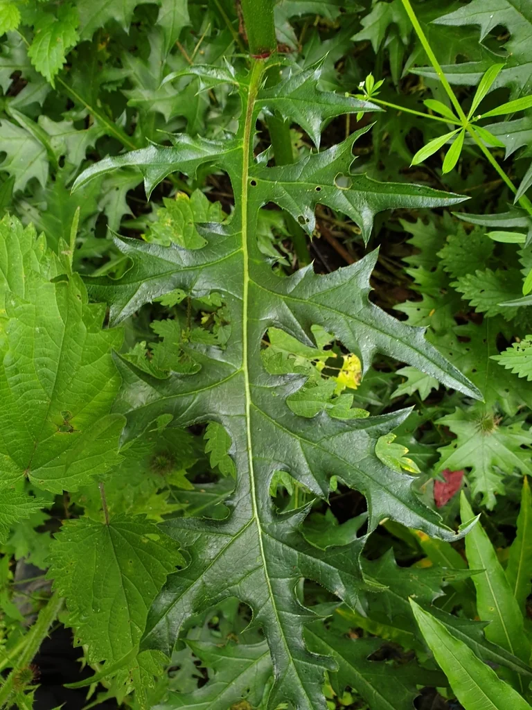 Acanthus Spinosus