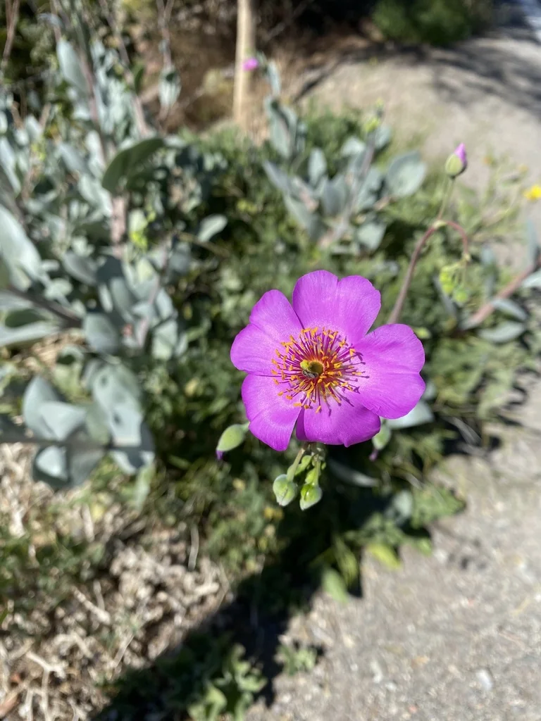 Calandrinia Grandiflora