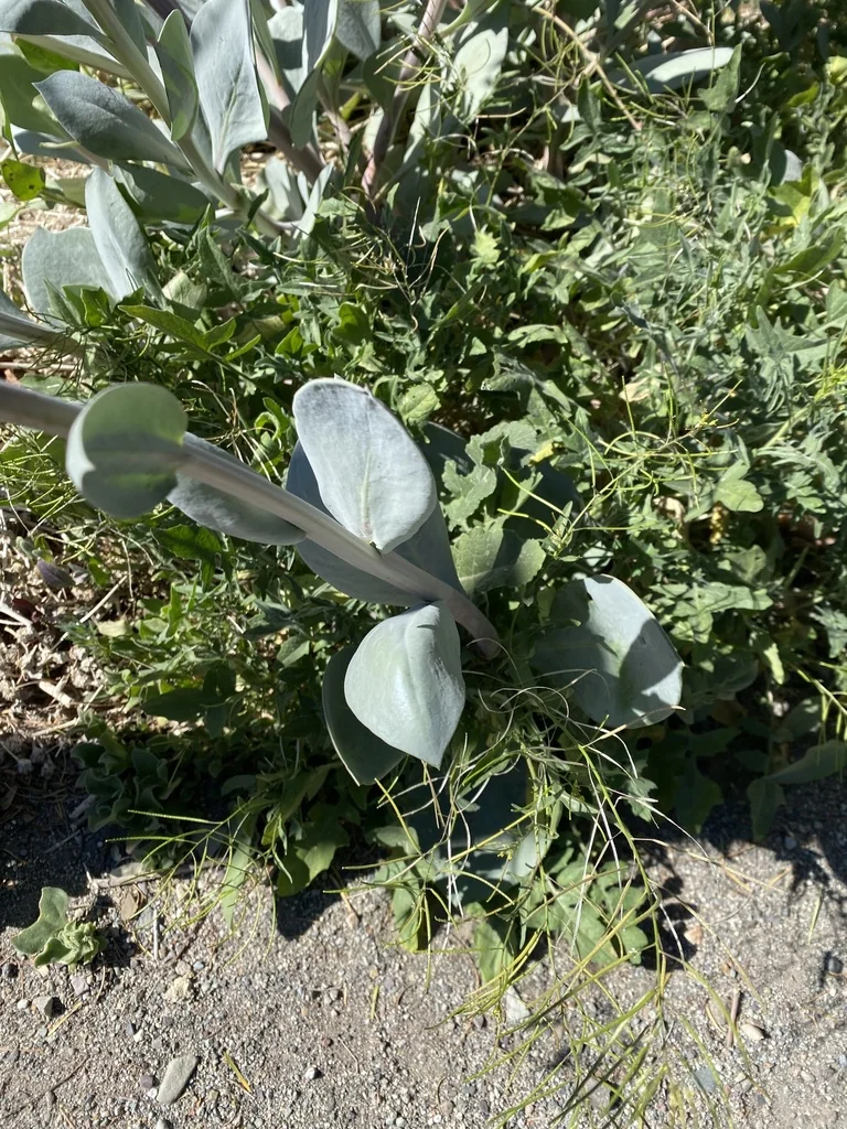 Calandrinia Grandiflora