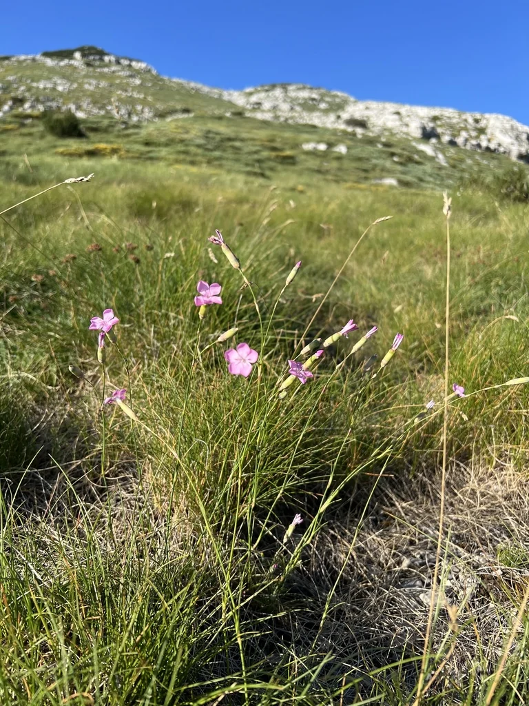 Dianthus Caryophyllus