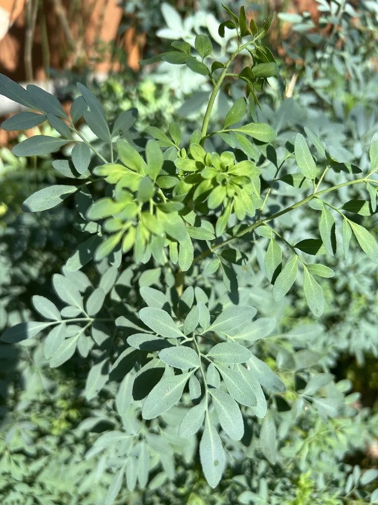 Ruta Graveolens