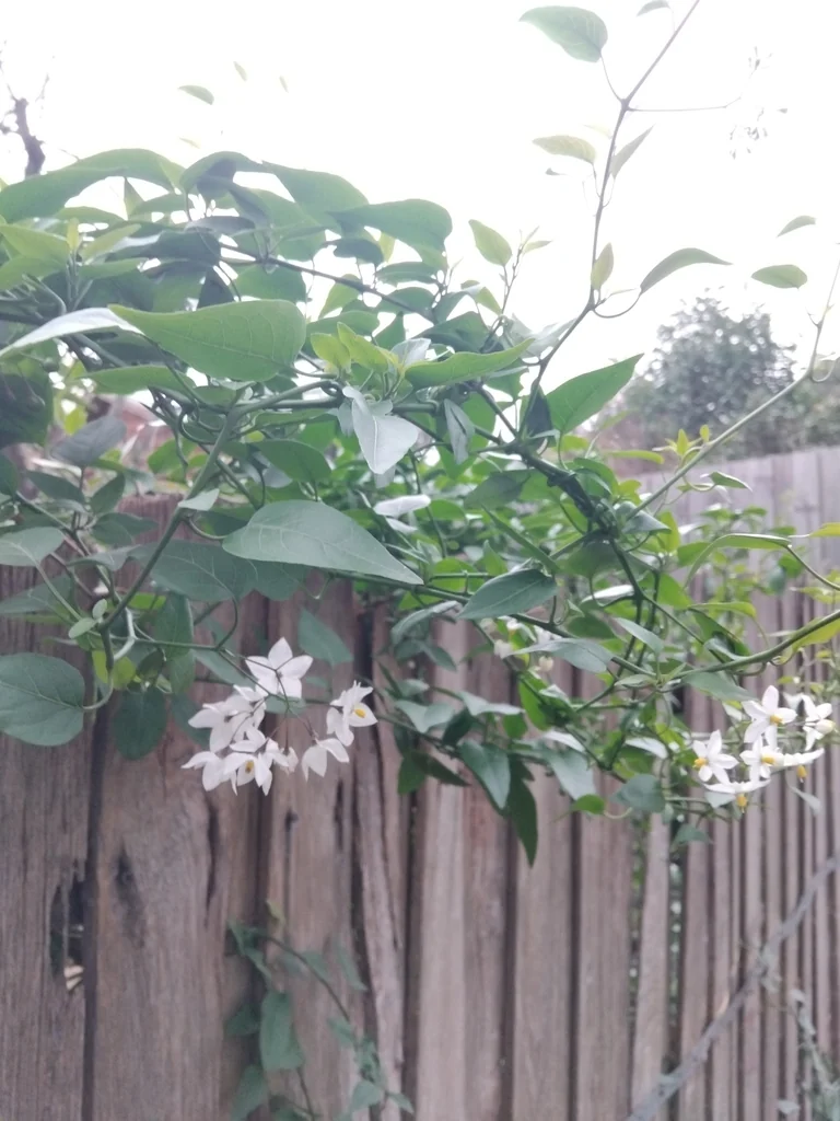 Solanum Laxum