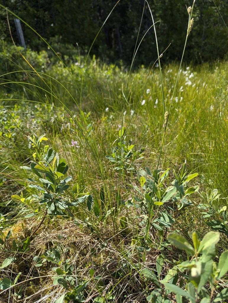 Carex Lasiocarpa
