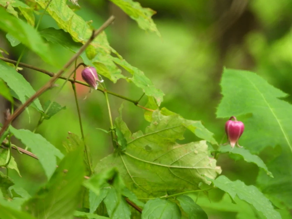 Clematis Viorna